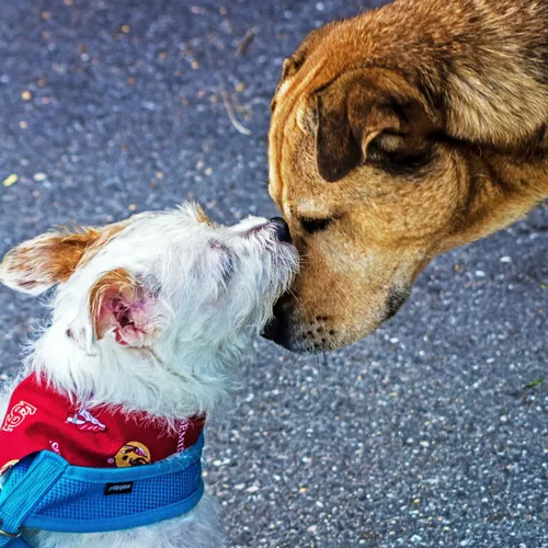 Love Best - refuge pour animaux