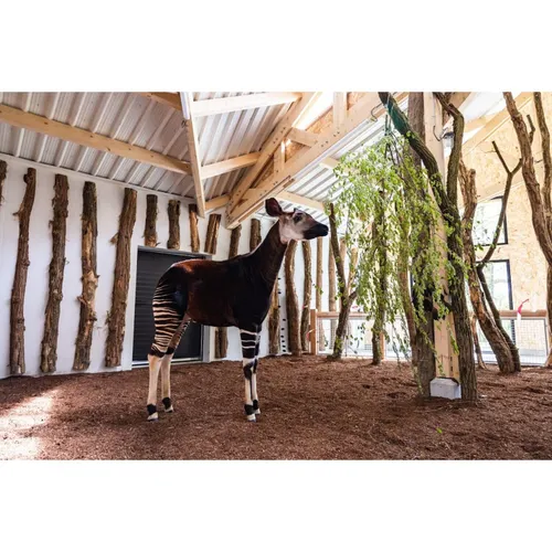 Branféré devient le 5e parc français accueillant des Okapis !