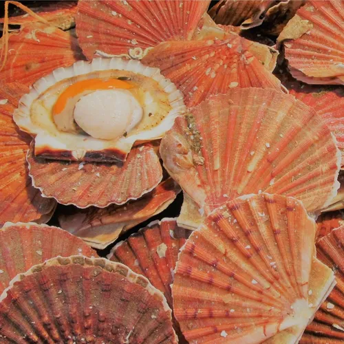 Saint-Quay-Portrieux : capitale bretonne de la Coquille Saint-Jacques