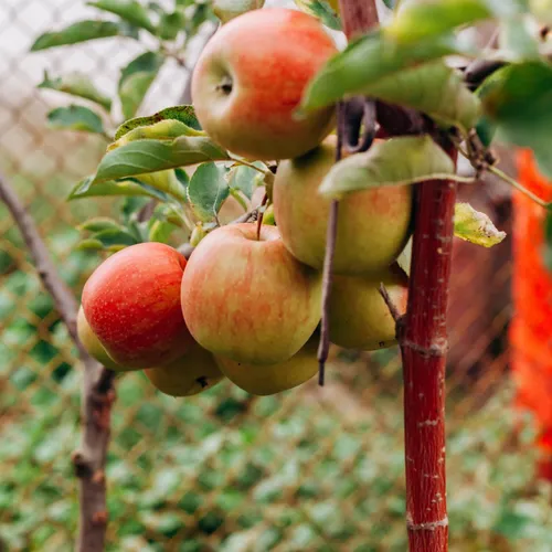 Quelques astuces pour fruits trop murs