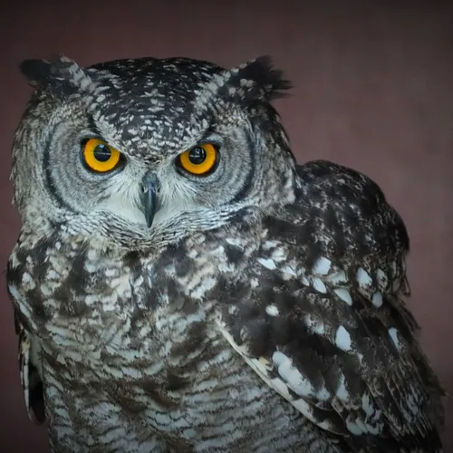Nuit de la chouette et du hibou à Clohars Carnoët les 19 et 26 mars