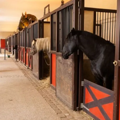 Nouveau parcours de visite au Haras National d'Hennebont