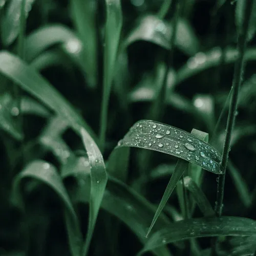 Il était une fois les simples - le choix des plantes de Marie Fronteau