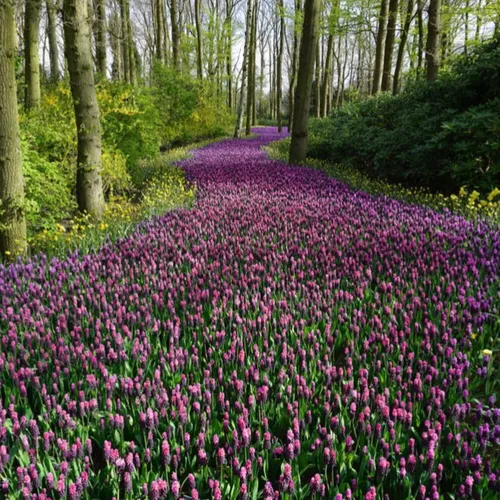 Comment nos ancêtres célébraient-ils le printemps ?