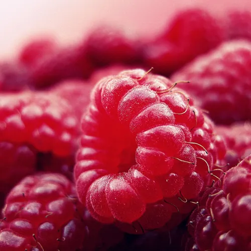 Recette: sablé framboise et rhubarbe par le chef Guillaume Fornasier