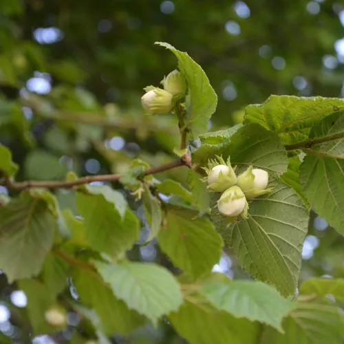 Les vertus des feuilles de noisetier