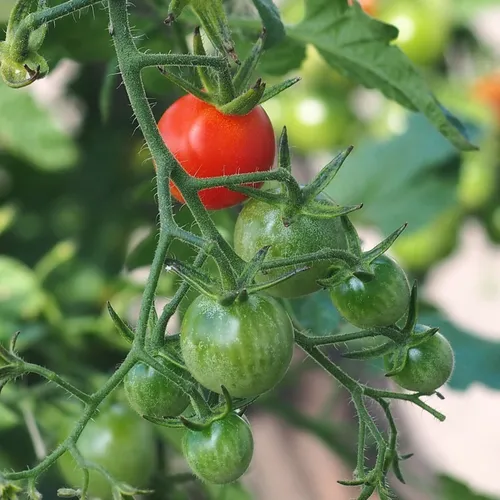 Que les plantes parlent !