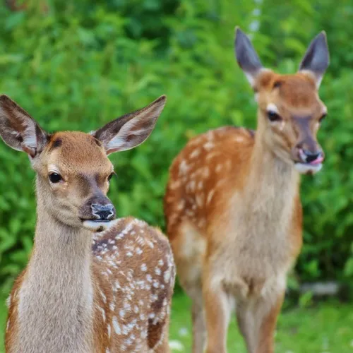 Pourquoi voit-on des chevreuils tituber au printemps ?