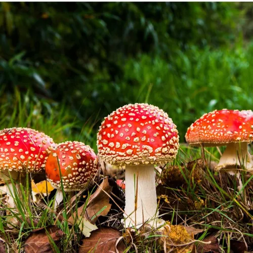 Comment éviter l’intoxication aux champignons