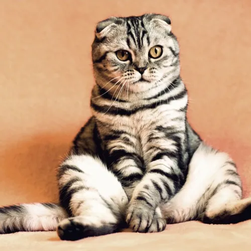 Pourquoi les chats de l'Ile d'Yeu ont-ils parfois 6 doigts ?