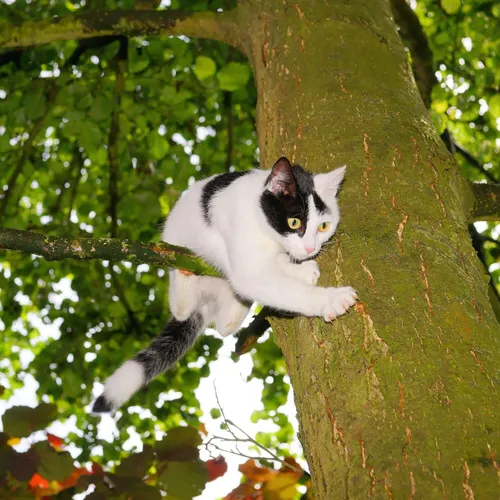 Comment réagir si votre chat est coincé dans un arbre  ?