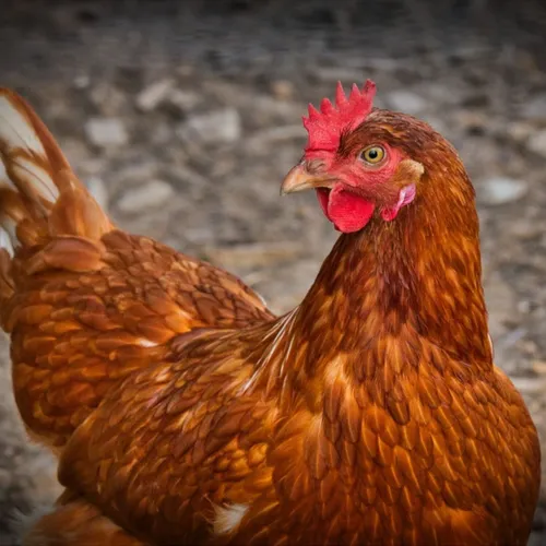 Pourquoi les poules n’ont-elles pas de dents ?