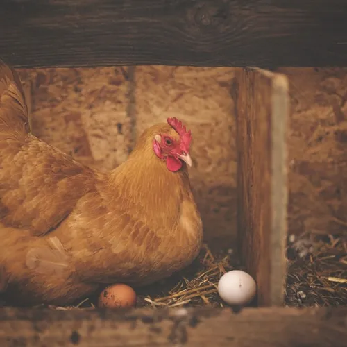 Qui de l'oeuf ou de la poule est arrivé en premier ?