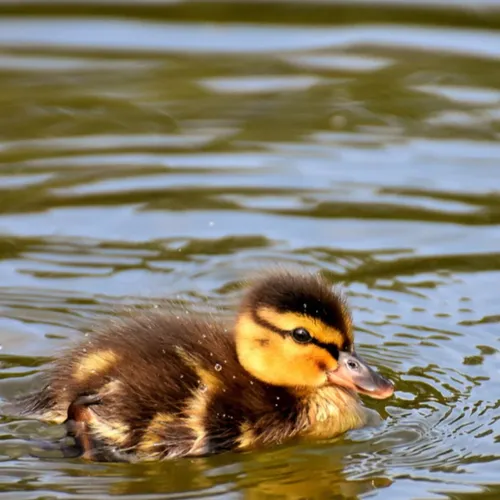 Pourquoi il ne faut pas donner de pains aux canards ?
