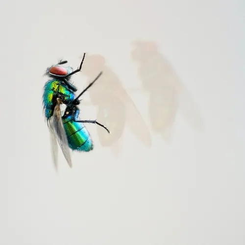 Pourquoi les mouches ne trouvent-elles jamais la sortie même quand...