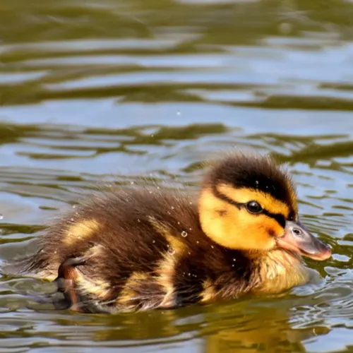 Pourquoi dit-on qu’il fait un « froid de canard » ?