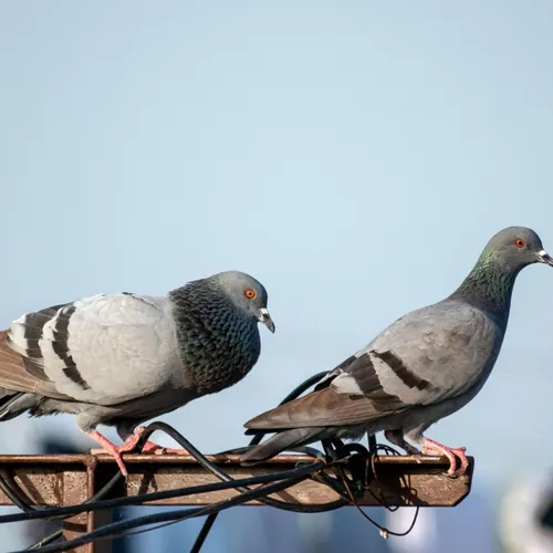 Pourquoi ne voit-on jamais de bébés pigeons ?