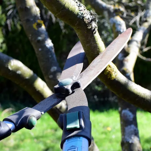 Pourquoi ne faut-il pas tailler les haies de votre jardin avant la...