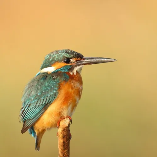 Comment les oiseaux arrivent-ils à dormir debout ?