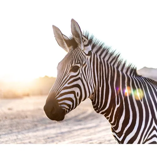 A quoi servent les rayures des zèbres ?