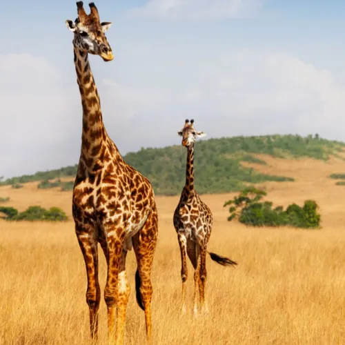 Pourquoi les girafes ont-elles de si longues jambes ?