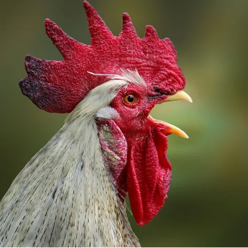 Pourquoi le coq chante-t-il  le matin  ?