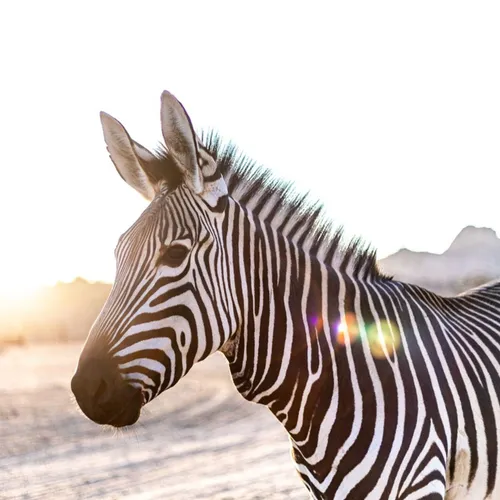 Le zèbre est-il blanc avec des rayures noires ou noir avec des...