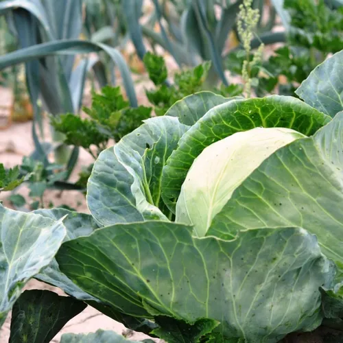 Pourquoi vous devriez uriner dans votre jardin au moins une fois...