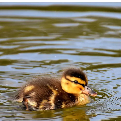Pourquoi dit-on qu’il fait un « froid de Canard »