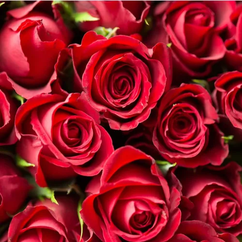 Pourquoi faut-il éviter les roses à la ST Valentin ?