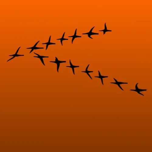 Pourquoi les oiseaux migrateurs volent-ils en V ?