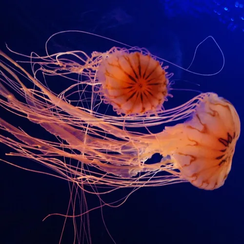 Pourquoi y a-t-il de plus en plus de méduses ?