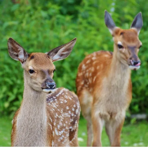 Pourquoi voit-on des chevreuils tituber au printemps ?