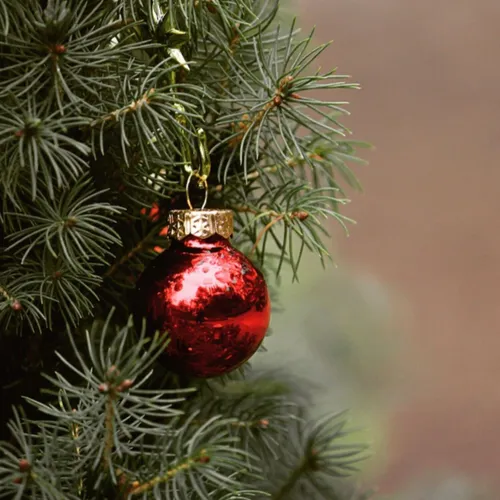 Le syndrome du sapin