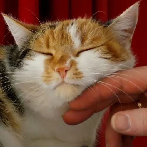 Pourquoi les chats ronronnent ?