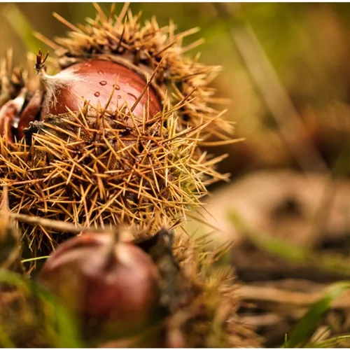 La différence entre marron et châtaigne