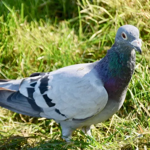 Comment les pigeons voyageurs connaissent-ils leur destination ?