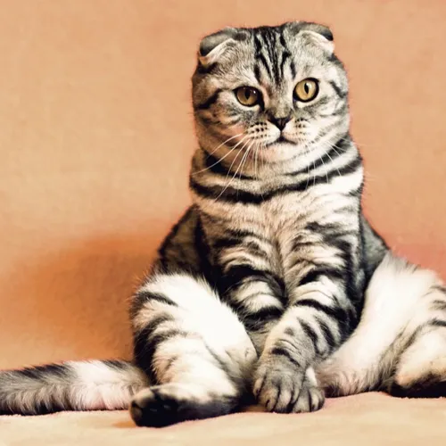 Pourquoi les chats sont attirés par ceux qui ne les aiment pas ?