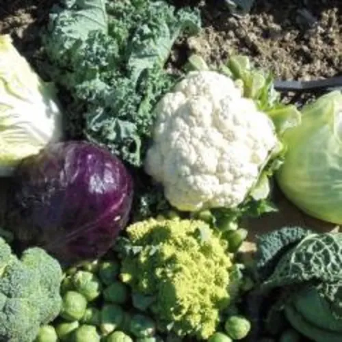 Dessus de tables du 28-09-2019 : Le chou dans tous ses états !