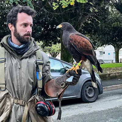 Vendée : immersion avec un fauconnier au milieu de 180 000 étourneaux 