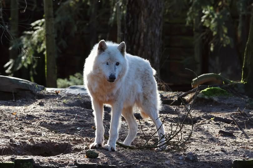 Le thylacine ou loup de Tasmanie : une espèce qui fascine
