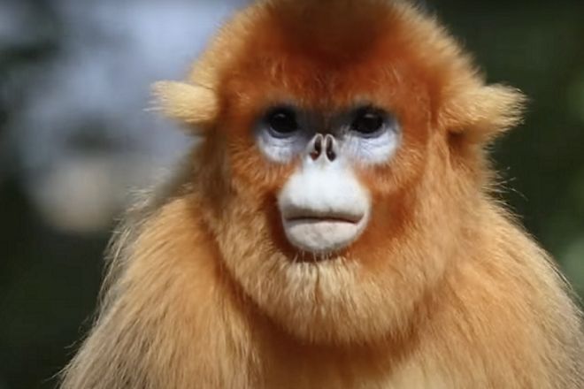 Une première historique à Pairi Daiza