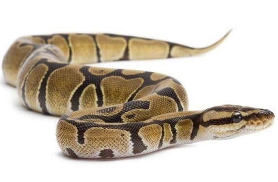 Un python de plus d'un mètre de long capturé à Toulouse - Toulouse FM