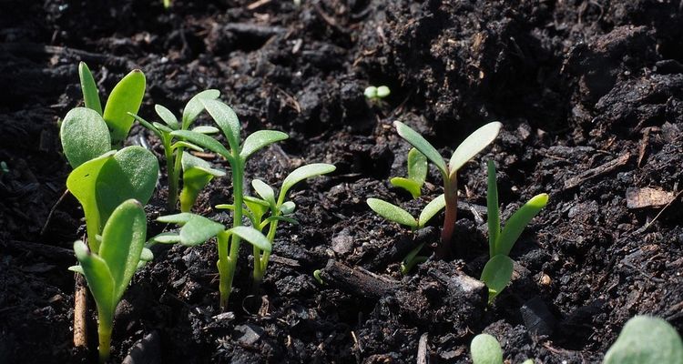 EVASION - La distribution de compost est un succès à Carrières-sur-Seine
