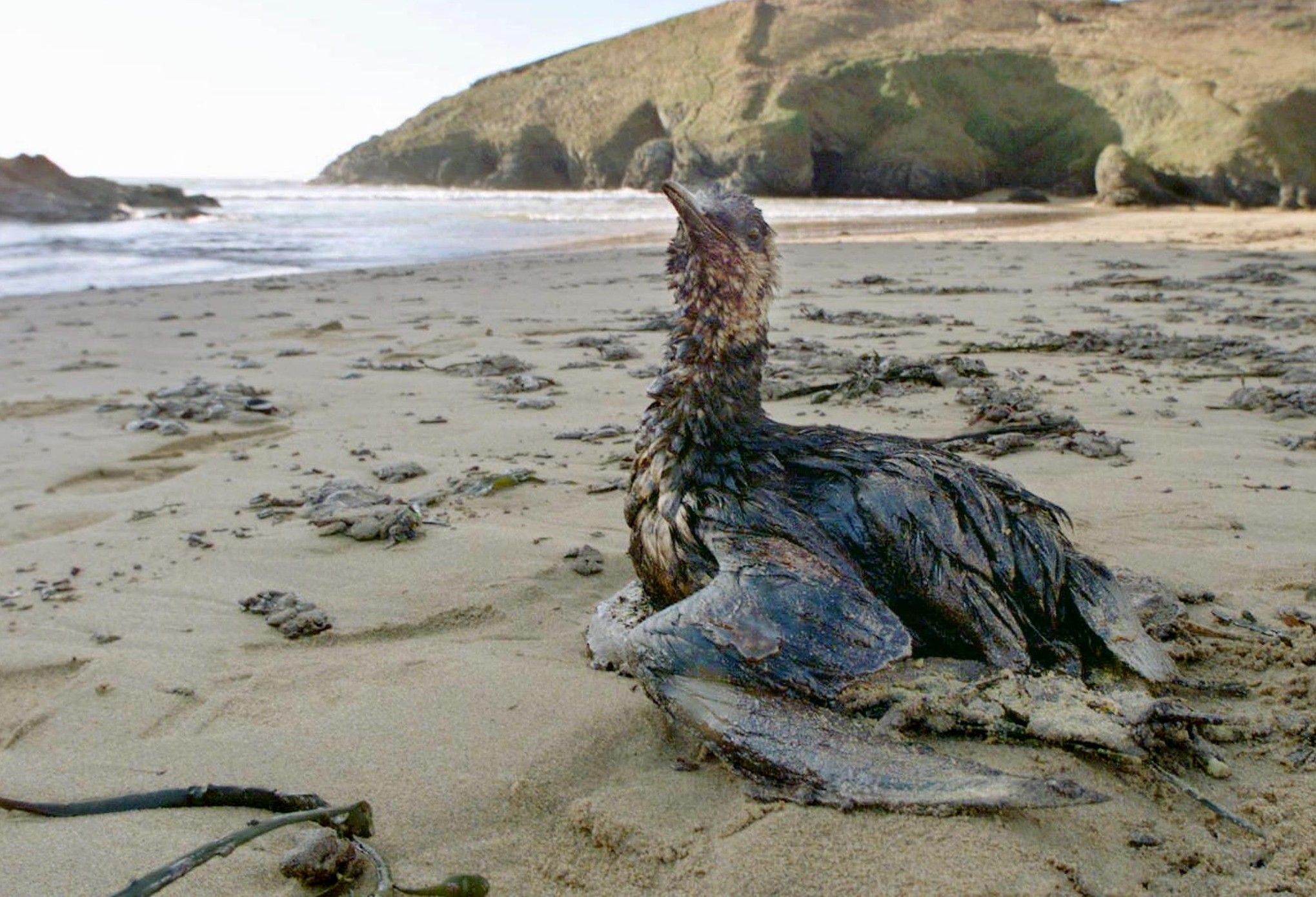 Des oiseaux souillés par un pétrole similaire à celui de l'Erika - HIT WEST