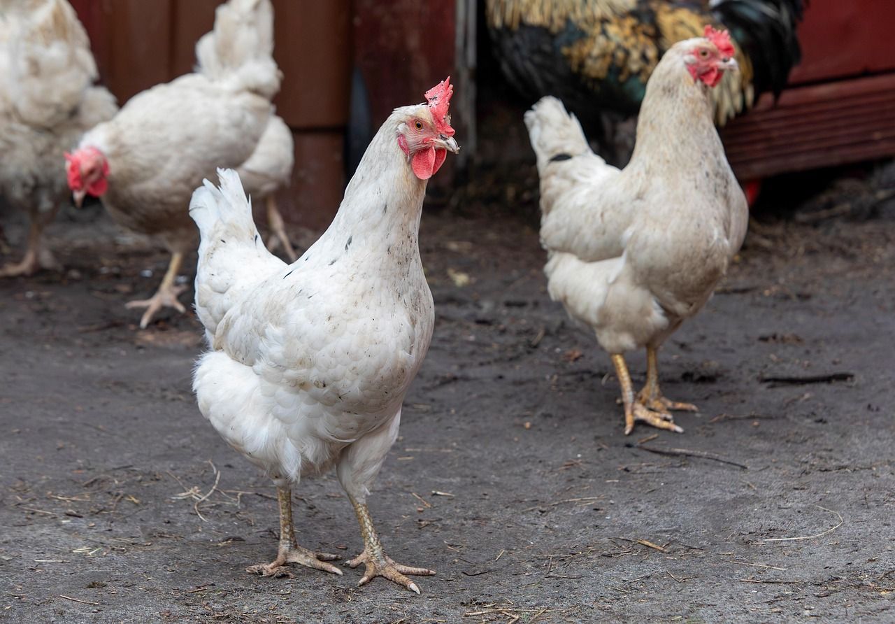 Importations alimentaires : la France doit-elle mieux contrôler ce que nous mangeons ?