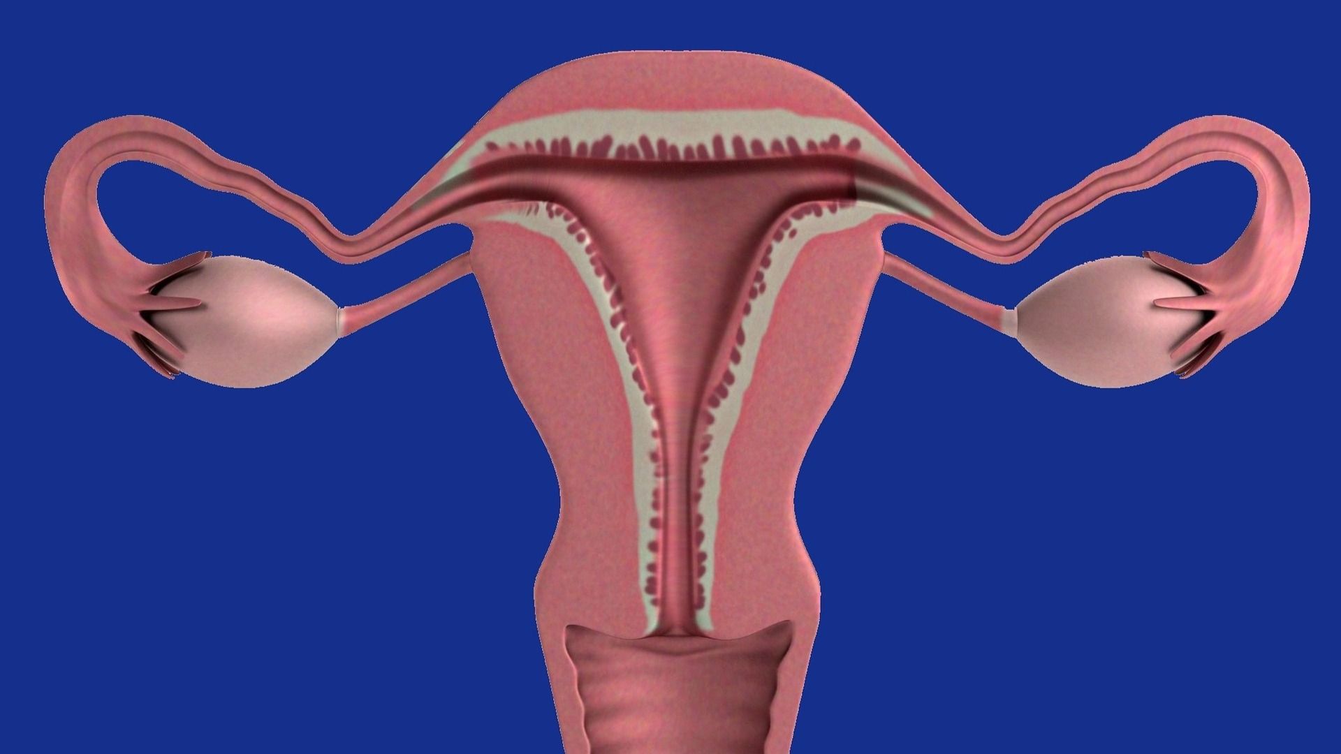 Rete Ovarii: Forgotten Ovarian Structure Regains Scientific Attention
