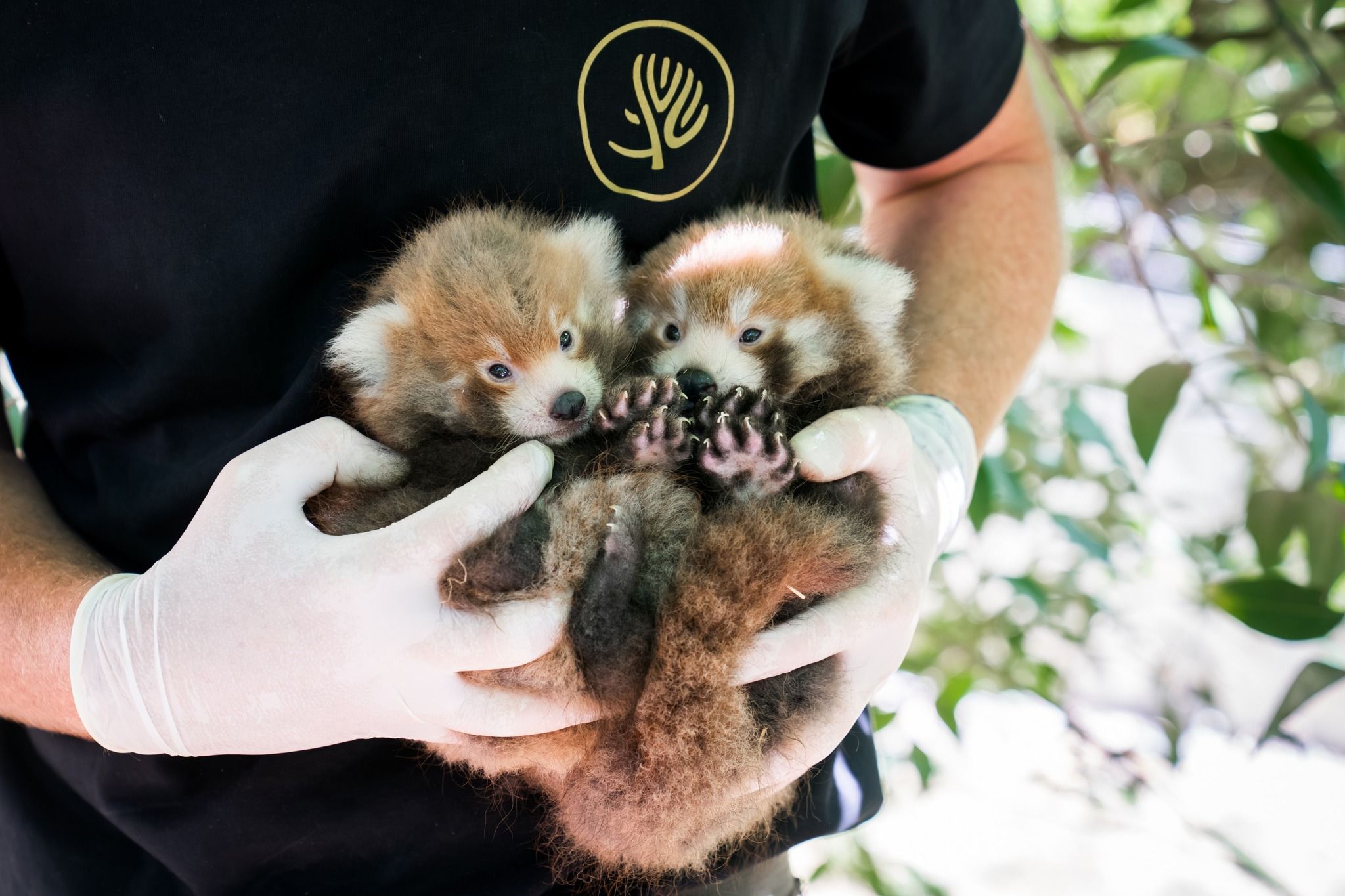 Toute l'actu Top Music - Deux bébés pandas roux sont nés à Mulhouse