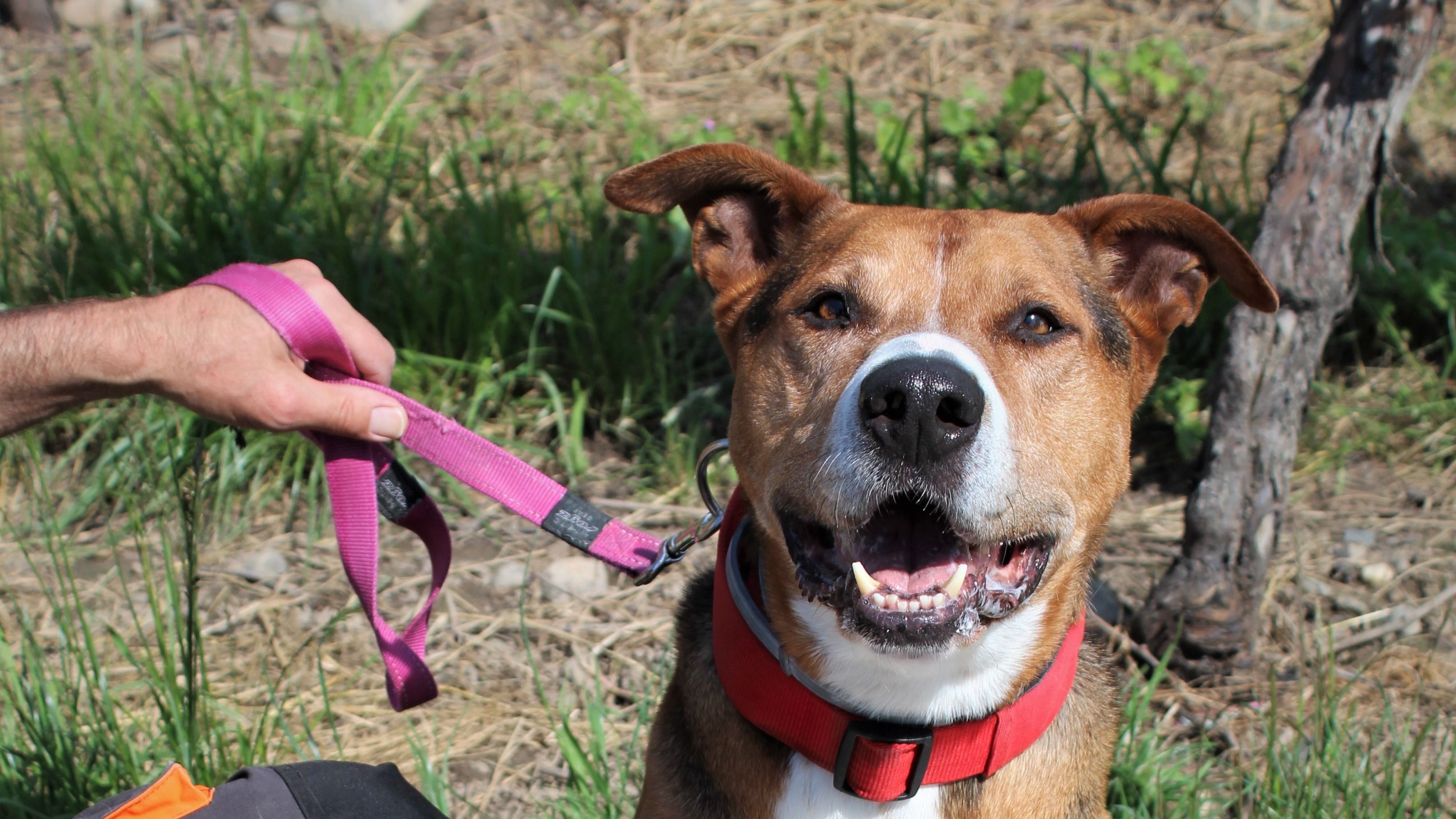 SPA de Colmar : Jethro attend d'être adopté