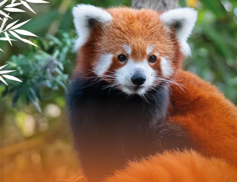 METROPOLYS : La femelle panda roux est arrivée au Parc d'Isle